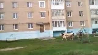 Карона вирусдан коркмаган сигирлар