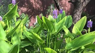 Pickerel Rush a Edible and Beautiful Plant for Your Water Garden
