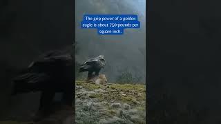 golden eagle vs wolf  #shorts  #eagles