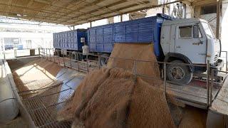 Wheat for export from Russia. Farm. Elevator. Agro. IEC.