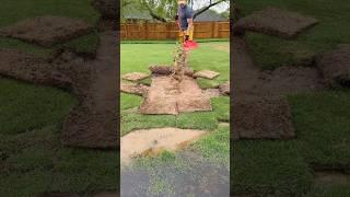 Lawn Low Spot Repair… Again