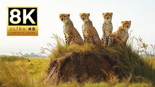 EXPLORE THE ANIMAL KINGDOM 8K ULTRA HD 60 FPS | with Cinematic Sound (Colorful Animal Life)