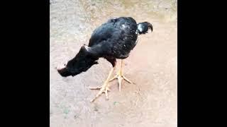 Nagin Dance in #HEN.Very Funny viral videos..,....