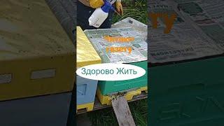 Пчелы в улье читают газету"Здорово Жить"