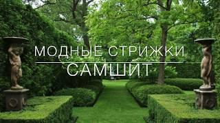 Самшит: модные стрижки