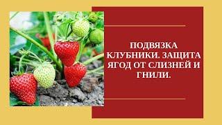 Подвязка клубники. Защита от гнили и слизней.