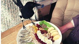 Crows and Magpie feeding Video