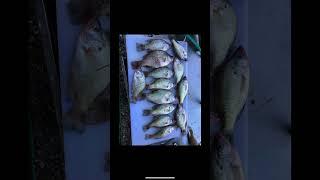 Chasing them spring crappie #slabs #crappiefishing #sacalait #fishing #outdoors #hunting #turkey #tn