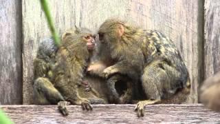 Pygmy Marmoset Family at Symbio Zoo