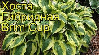 Хоста гибридная Брим Кап. Краткий обзор, описание характеристик hosta hybridum Brim Cup