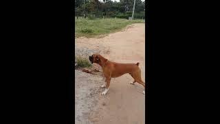 Funny boxer dog