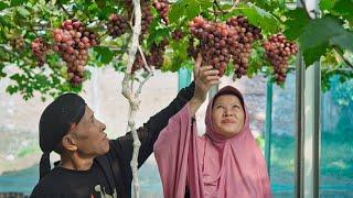 Memetik Anggur | Membuat Puding Anggur, Masak Tumis Kembang Genjer, Pepes Ikan Blanak, Sambal Bawang