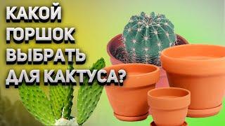 Горшки для кактусов. Какой горшок лучше выбрать? Уход за кактусом.