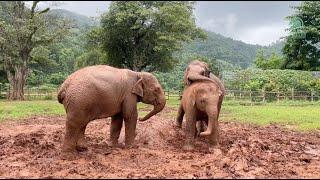 Muddy Playtime: Baby Elephants' Rainy Day Fun - ElephantNews