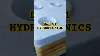 Starting Pechay in Hydroponics (DAT 1) | Balcony Garden #shorts #trending #plants
