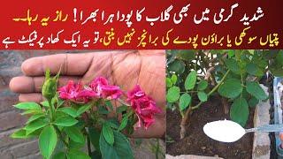 Best fertilizer for rose plant|winter fertilizer for rose