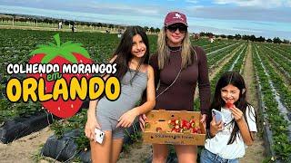 Southern Hills Farm - colhendo morangos em Orlando