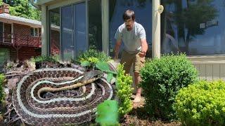 Eastern Garter Snake in the Yard!