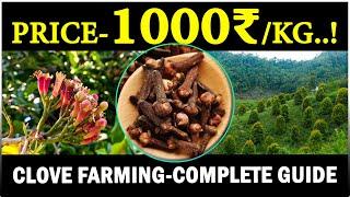 How Are Cloves (Laung) Grown? | Clove Cultivation