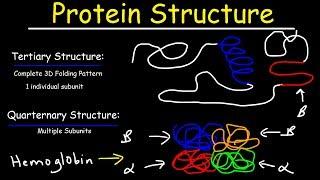 Protein Structure - Primary, Secondary, Tertiary, & Quarternary - Biology