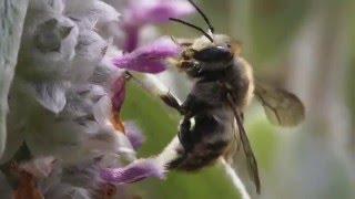 Wool carder bee - defending territory