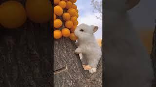 When watching  is more cute rabbit  eating fruit  #cute #rabbit #viral #shorts