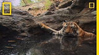 Tiger Eye: Up Close and Personal | National Geographic