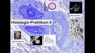 Histologie-Praktikum 2 "Kurstag 1: Blutgefäße, Lunge, Tonsillen, Milz, Thymus"