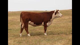 Lot 31   REM 153H