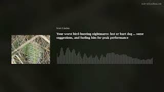 Your worst bird-hunting nightmares: lost or hurt dog ... some suggestions, and fueling him for peak