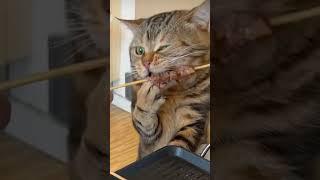 Кот и шашлык #cat #funny #shorts