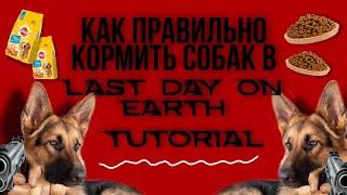 КАК ПОКОРМИТЬ СОБАК В ИГРЕ LAST DAY ON EARTH:SURVIVAL?! туториал