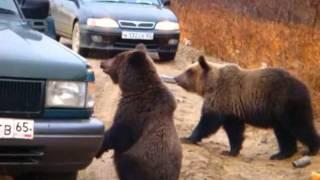 Three Bears (Медведи попрашайки) full