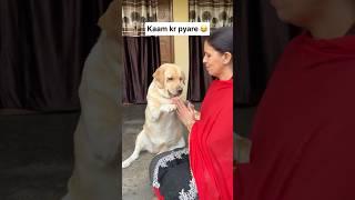 Kaam kr pyare  || labra rubi || #shorts #youtubeshorts #labrador #dog #funny #memes #viralshort