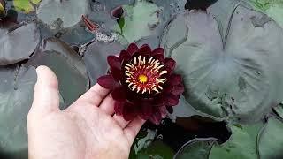 Nymphaea 'Black Princess'