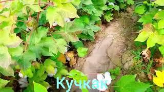 Пахта терими Кучкак#кучкак #конибодом