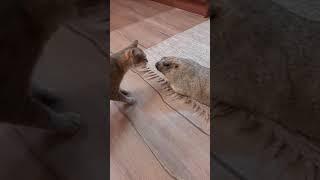 Сурок Тошка и кошка#прикольные животные#marmot#cute animals