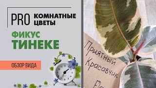 Каучуконосный Фикус Тинеке - сорт фикуса с пестрыми листьями. Видео обзор сорта.