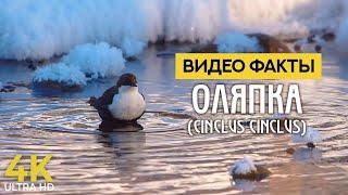 Оляпка (Водяной воробей) - пернатый ныряльщик | Птицы Европы |4К Интересные факты о животных