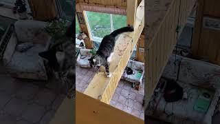 funny cat#cat#cats#catlover #catshorts #funnycats#youtubeshorts #funnyvideo #music#moneycat