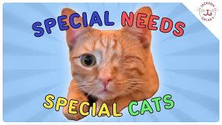 How to Create the BEST Life for Your Special Needs Cat!