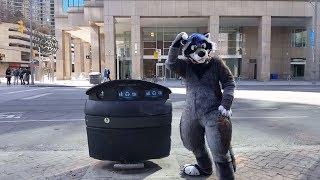 Raccoon vs. 'Raccoon-Proof' Trash Can
