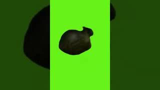 Spinning Cat Meme #cat #memes #greenscreen #oiiaioiiiai #oeeaeoeeeae