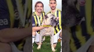 FENERBAHÇE ŞAMPİYONLUK KUTLAMASINDA KANGAL KÖPEK  #shorts #short #football