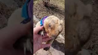 Тошка хочет играть#домашнийсурок#marmot#прикольныеживотные#ручнойсурок