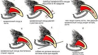 Как подстричь когти собаке. ТЕХНИКА.