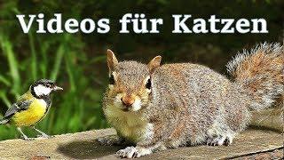 Videos für Katzen Zum Spielen : Vögel und Eichhörnchen - 7 STUNDEN