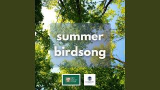 Summer Birdsong 3