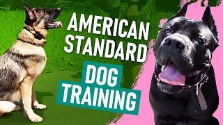 American Standard Dog Training