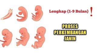 Perkembangan Janin dari Bulan ke Bulan, LENGKAP️ (1-9 Bulan)